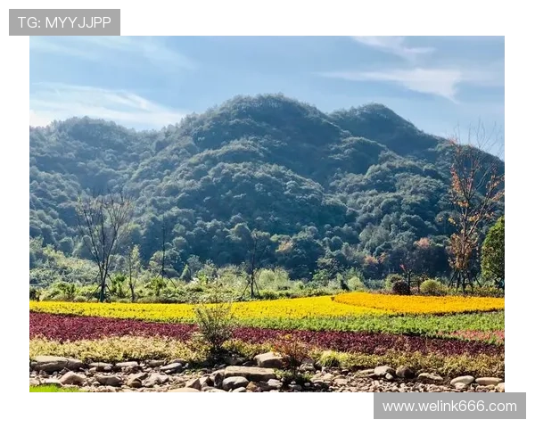 探寻“林胸毛”的独特魅力：不止于“毛”，更在于“林”